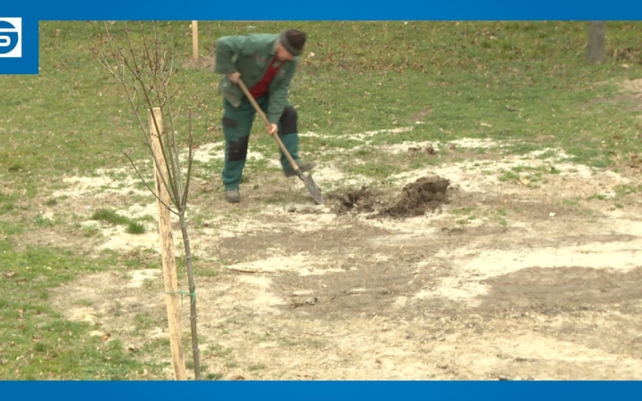 Embedded thumbnail for DSTV: tereprendezés és faültetés