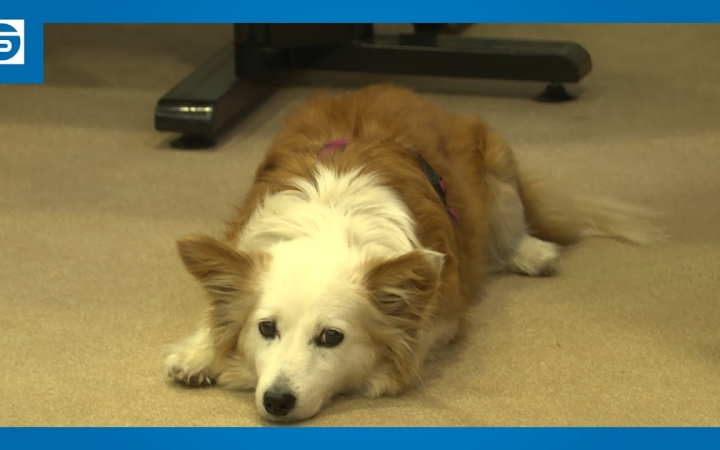 Embedded thumbnail for Felkészítő előadássorozat rendeztek a kutyák felelős gazdái számára