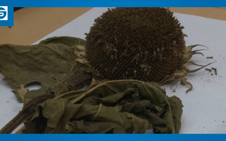 Embedded thumbnail for DSTV: az évszázad aszálya