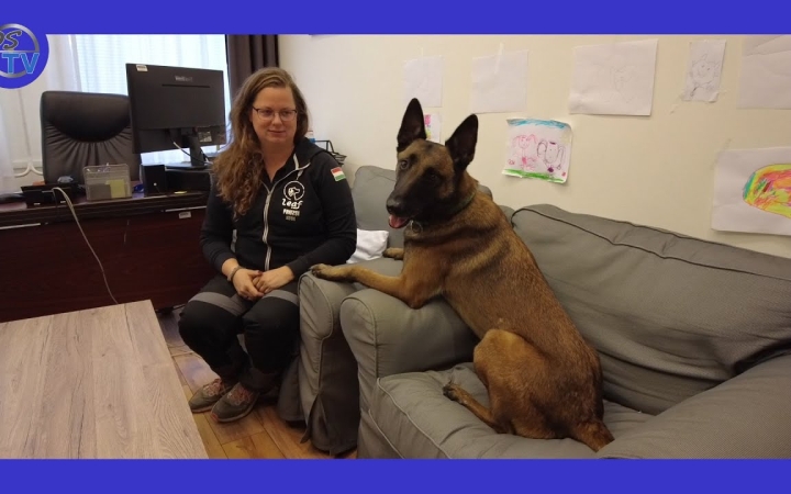 Embedded thumbnail for DSTV: szép eredménnyel versengtek