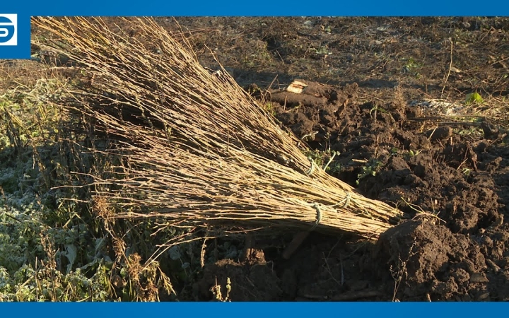 Embedded thumbnail for DSTV: csemetéket telepítenek a város erdészei