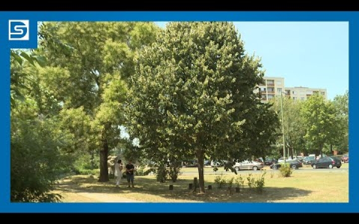 Embedded thumbnail for Versenyben a Cimbora fa, rangos elismeréshez segíthetjük hozzá a szavazatunkkal