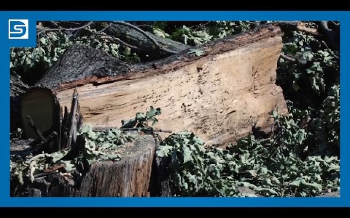 Embedded thumbnail for DSTV: 50-60 éves fákat vágtak ki illegálisan