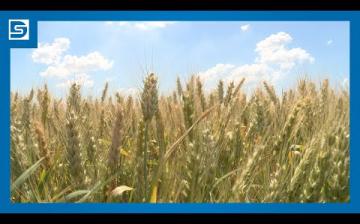 Embedded thumbnail for DSTV: kedvező fejlemények a mezőgazdaságban