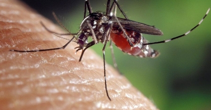 Újabb szúnyoggyérítés lesz városunkban ma este